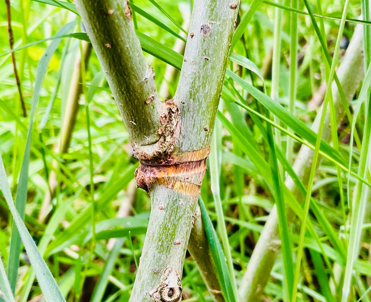 Wenn der Baum zum Raum wird
